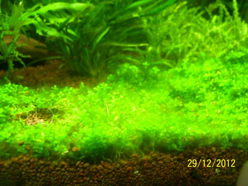 Algues brunes sur plantes 100_8612