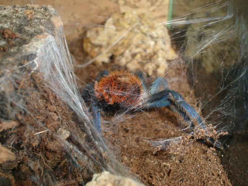 Chromatopelma Cyanopubescens Dsc02410