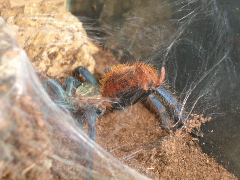 Chromatopelma Cyanopubescens Dsc02411