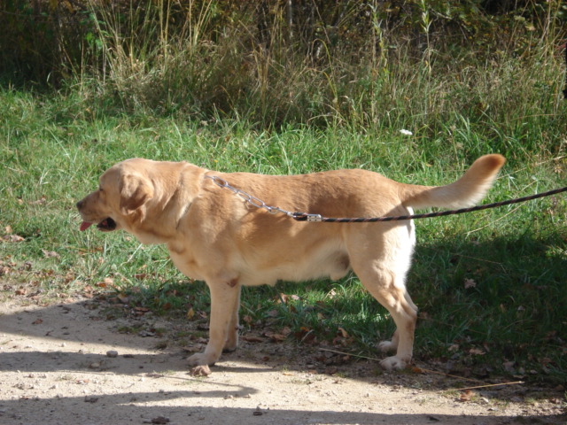 Timon Labrador de 9 ans (54) Dsc02210