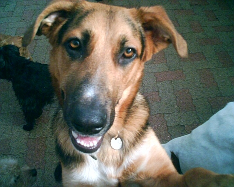 Rex croisé berger allemand / bouvier bernois