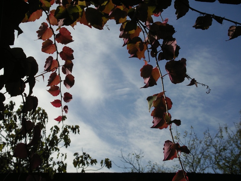 Concours Photos automne 2007 Imgp6418