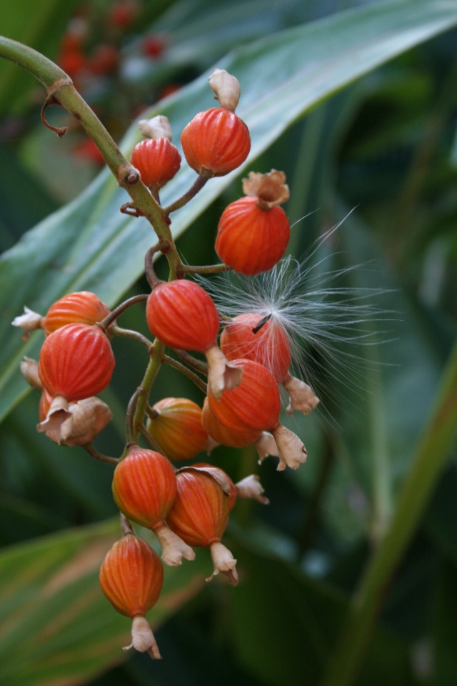 Alpinia zerumbet, de si jolis fruits Alpini10
