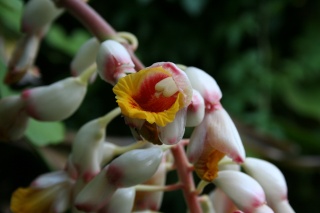 Alpinia zerumbet, de si jolis fruits Alpini11