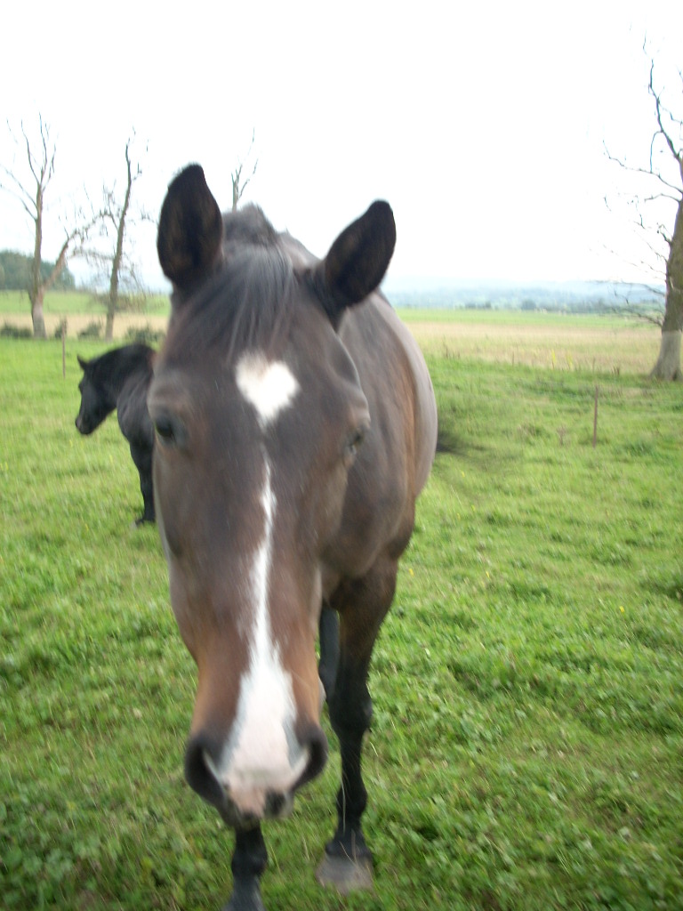 les chevaux de mes beaux parents Photo_21