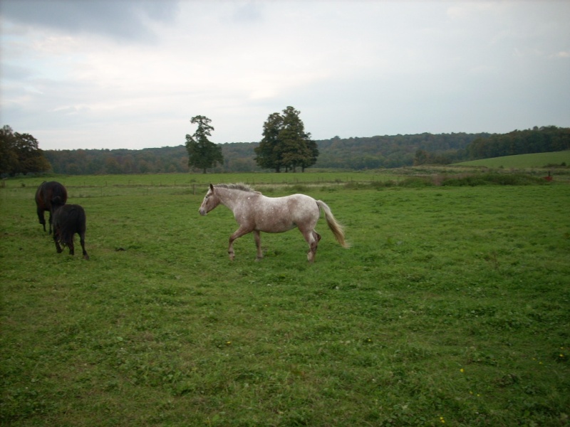 La ferme de mes beaux parents. Photo_51