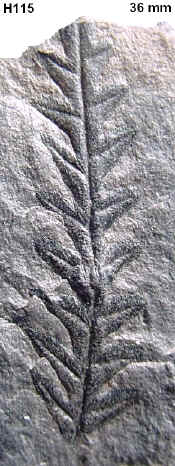 Alethopteris Sternberg 1825. 115a-a10
