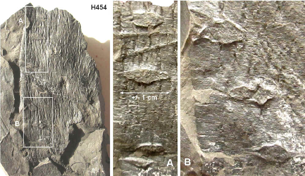 Spécimens à identifier (samples that need identification ) - Page 2 45410