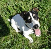 PERRIER JACK RUSSEL DE 7 ANS EN REFUGE (GOURNAY) Jack10