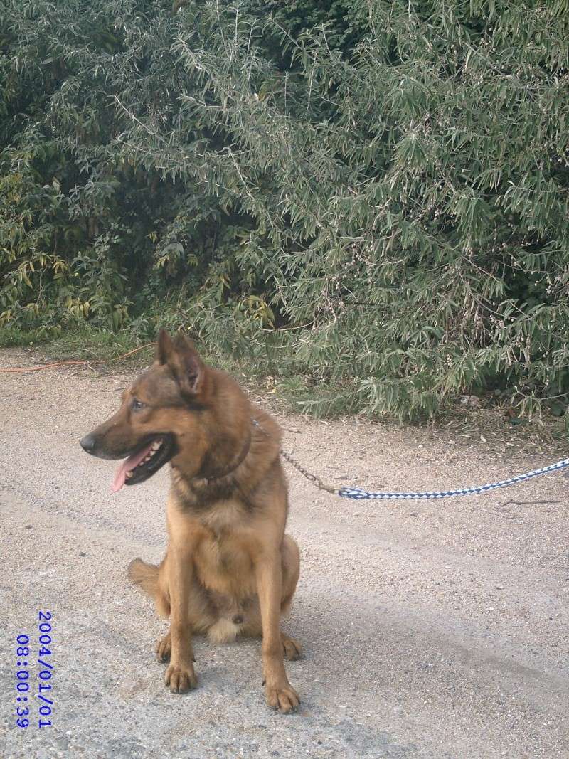 DIABOLLO X malinois de 6 ans (shpa) Photov10