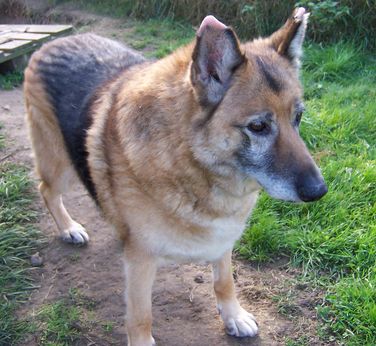 aladin berger allemand, vieux chien qui aimerai sa famille Aladin12