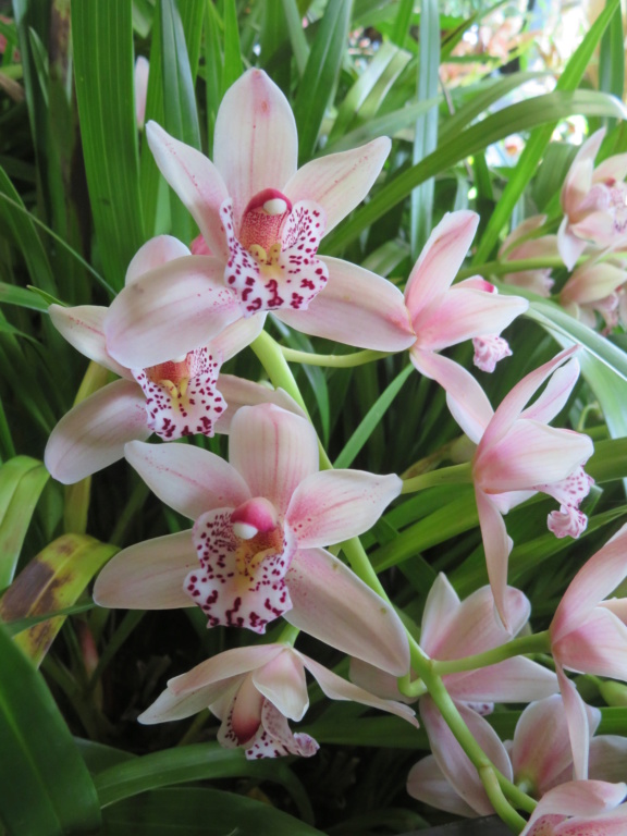 Orchidées cymbidium Cymbid26