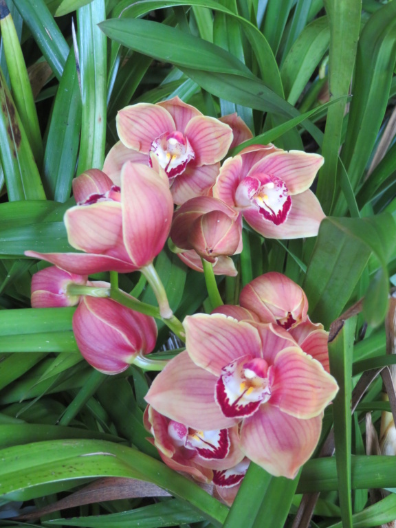 Orchidées cymbidium Cymbid31