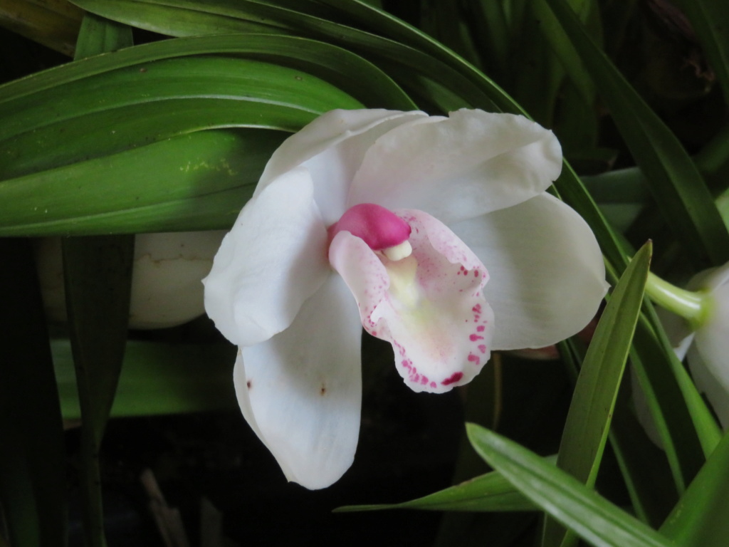 Orchidées cymbidium Cymbid32