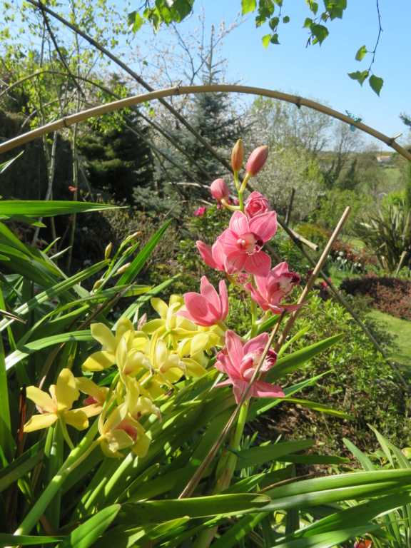 Orchidées cymbidium Cymbid42