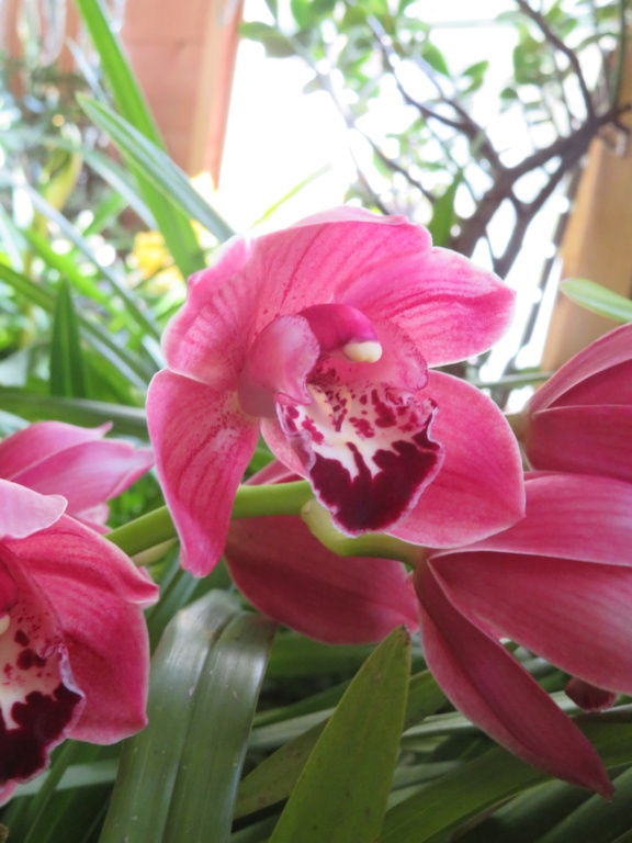 Orchidées cymbidium Cymbid54