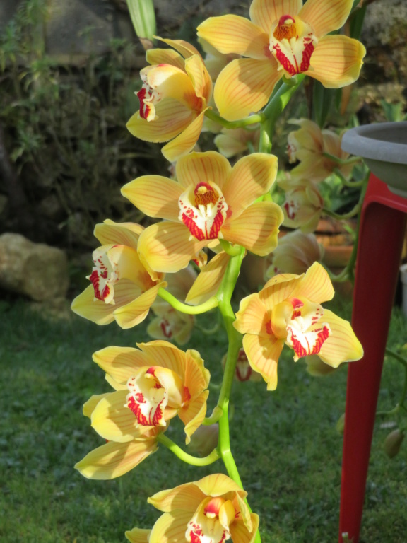 Orchidées cymbidium Cymbid70