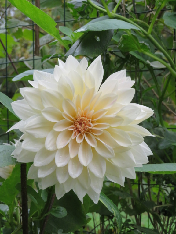 Jardin 2019 ! - Page 8 Dahlia12