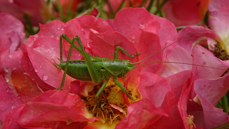 Bestioles 2018 ! Dsc03710