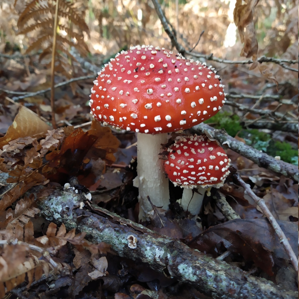 champignons Img_2010