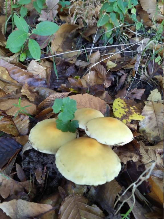 champignons Img_2011