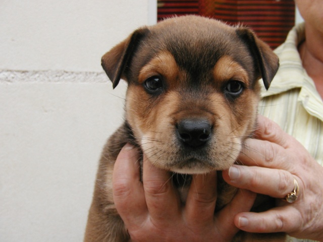 charlie X rott, 2 mois en fourrire ds le 37 Charli11