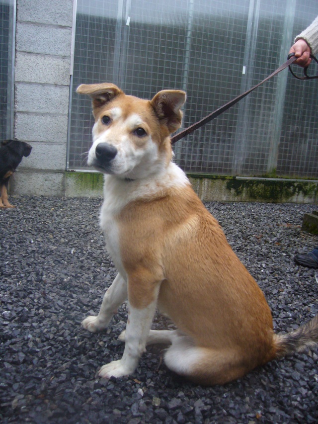 Rocky chiot croisé Akita Inu de 6 mois (SPA de Verviers-Belgique) ADOPTE Spa_de15