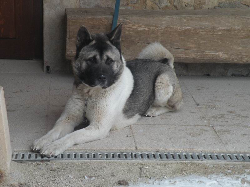 Bilou AKITA AMERICAIN ADOPTE Redime24