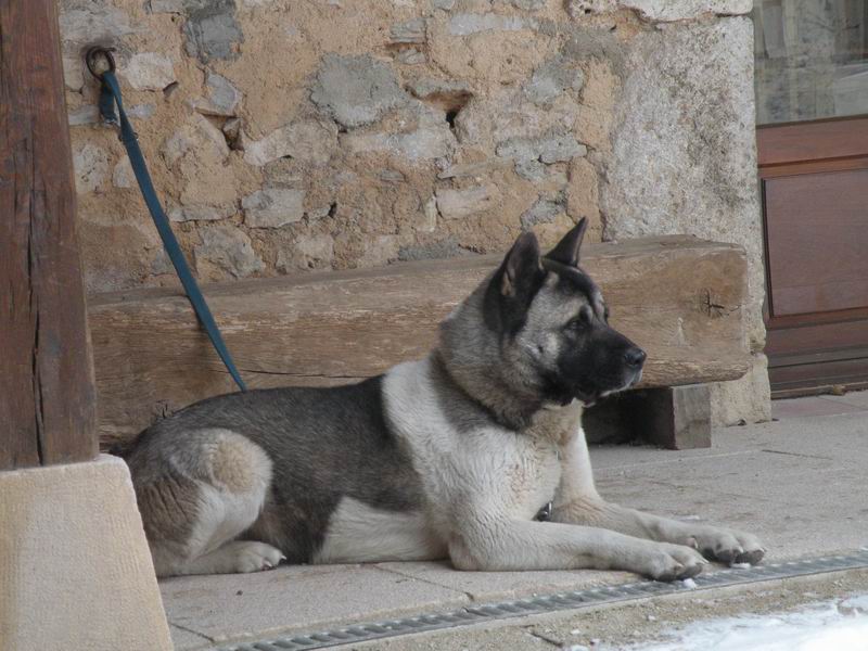 Bilou AKITA AMERICAIN ADOPTE Redime26