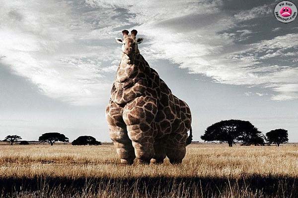 Trop gros Giraf10