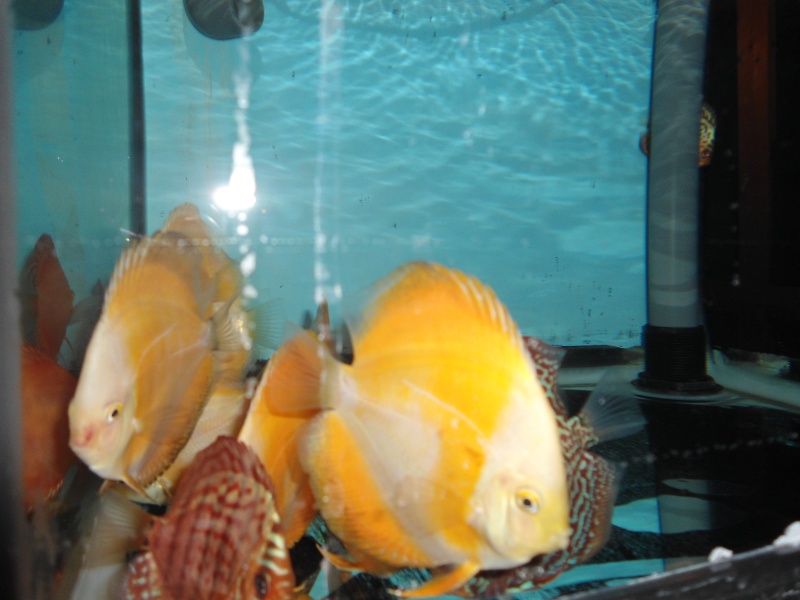 Discus  new stock 12/2012 Discus22