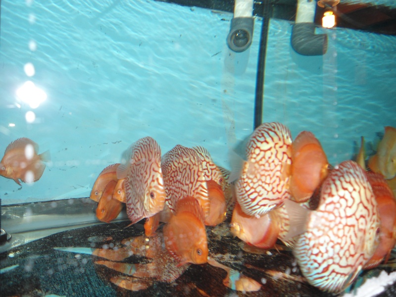 Discus  new stock 12/2012 Discus24