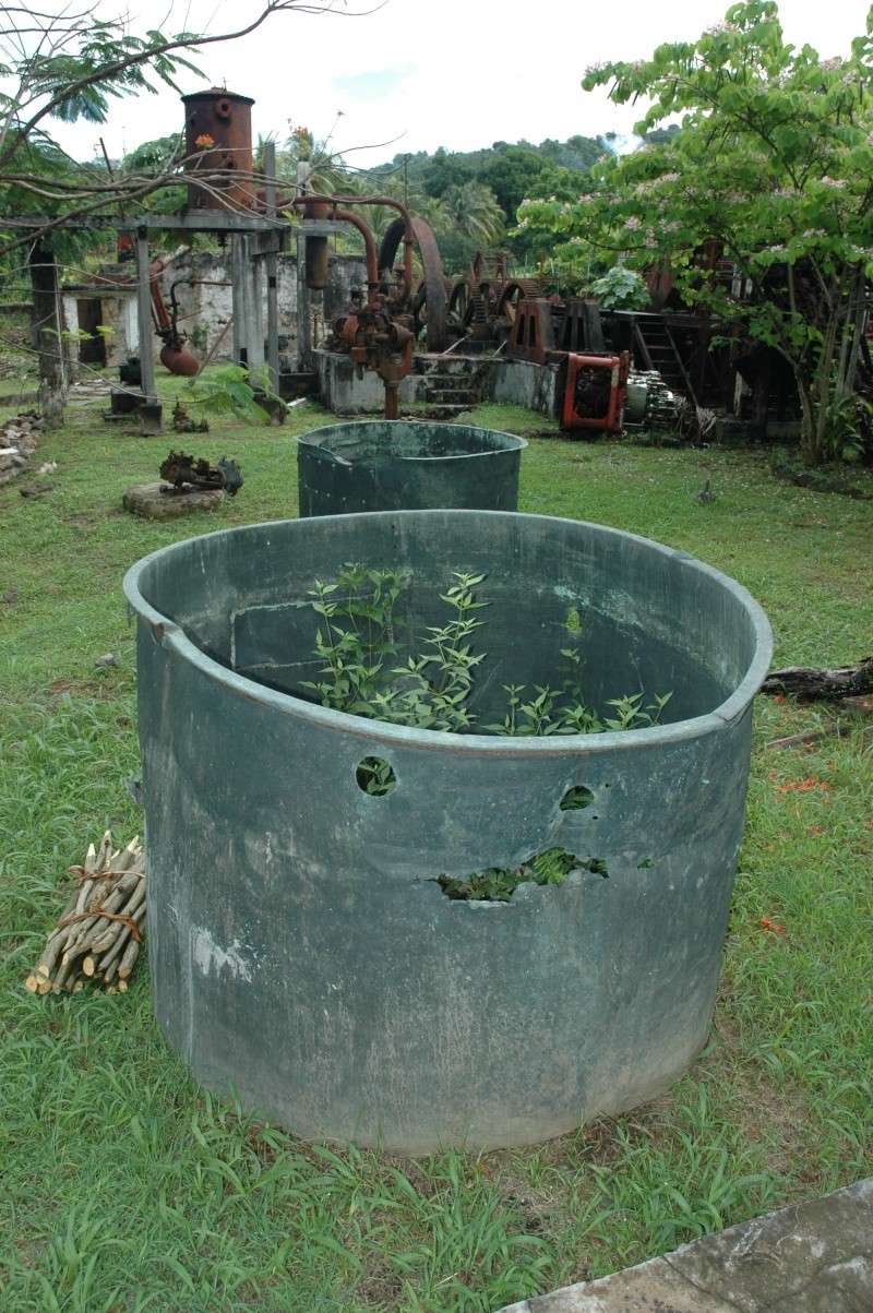 Mes Wacances à la Martinique Martin50