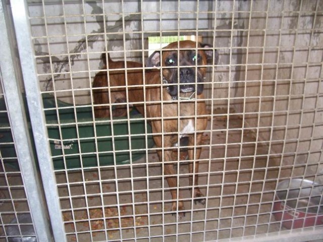 2 BOXERS MALES environ 4/5 ans 2_boxe10