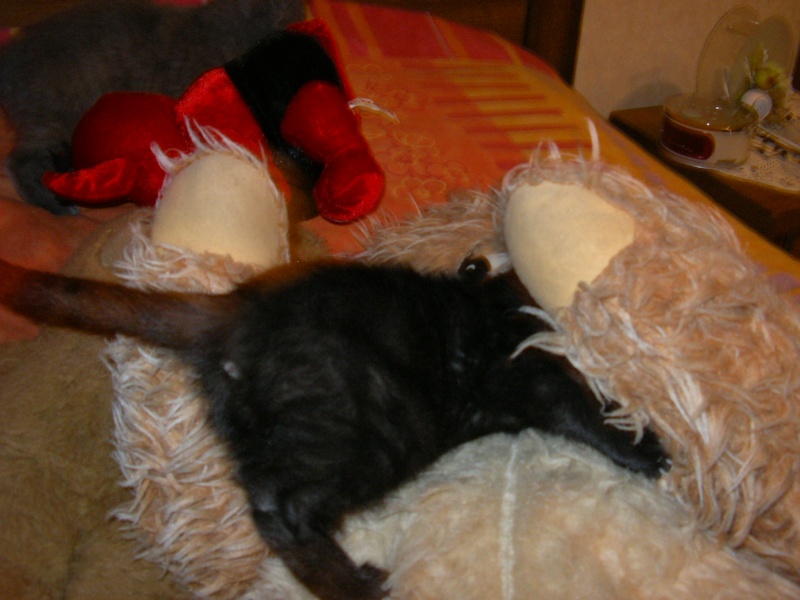 KIARA Petite chatonne noire de 2 mois Kiara_10