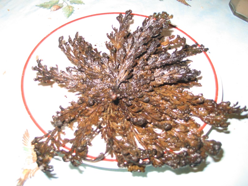 Selaginella lepidophylla Selagi10