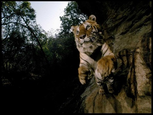 Les tigres...et flins que j'aime regarder ! - Page 13 11646710