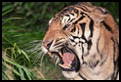Les tigres...et flins que j'aime regarder ! - Page 13 Ks110910