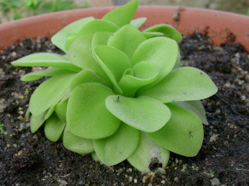 Probleme avec ma pinguicula et dionaea 2007-010