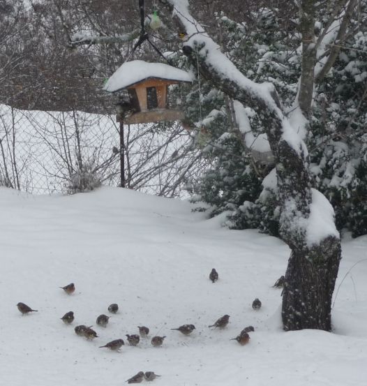 La première gorgée de bière et autres petits bonheurs... Oiseau12