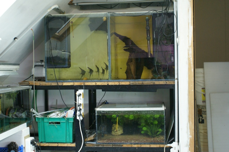 chez françois r. la fish room Dsc02626