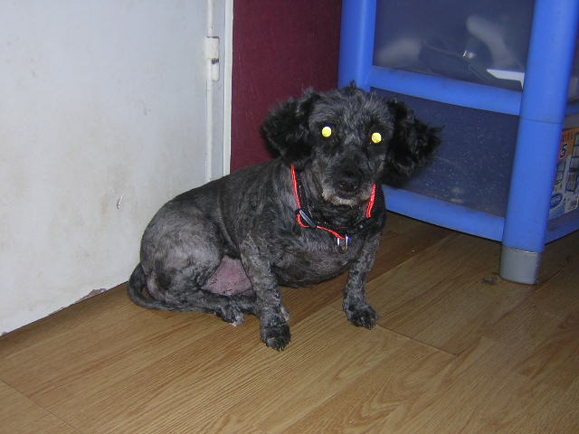 Petite chienne noire perdue à Elancourt (78) le 23/02/08 Can211