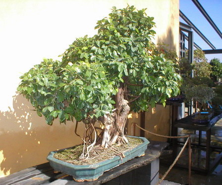 Museu del bonsai - La Bisbal, Catalunya. Ficus110
