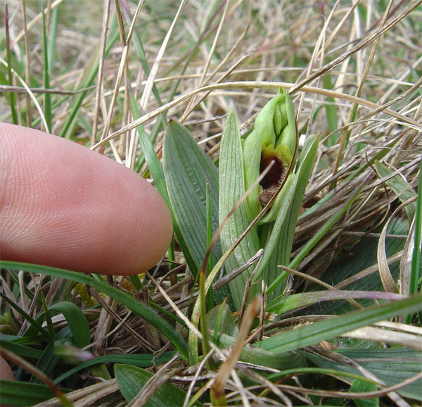 Ophrys araneola precoce - Page 2 Aran110
