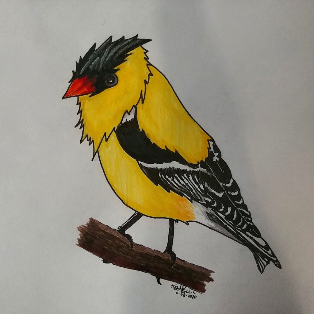 Petit oiseau jaune Img_2027