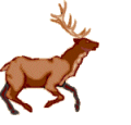 Quelle activité pour votre Fox ? Cerf1610