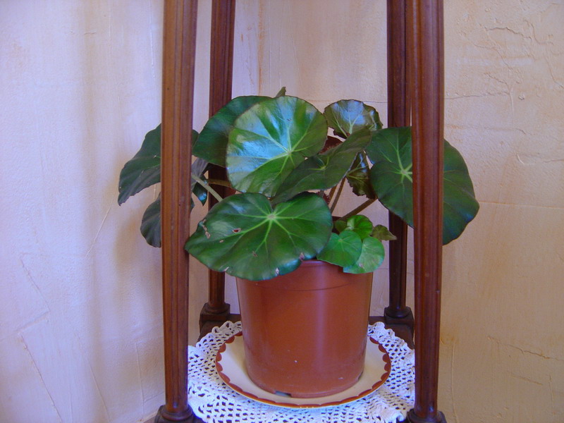 Begonia 'Erythrophylla' Begoli10