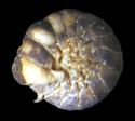 Foraminifères et Diatomées Poggio10