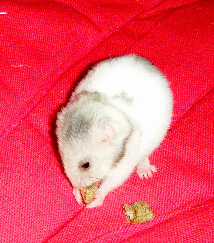 mon ham au plus mal Dscf0010