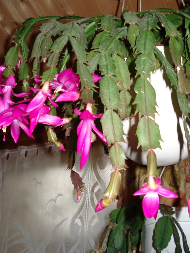 la veranda de Giroflee Cactus13